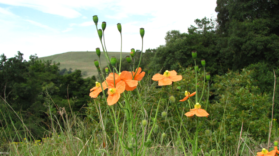 Summer Poppies